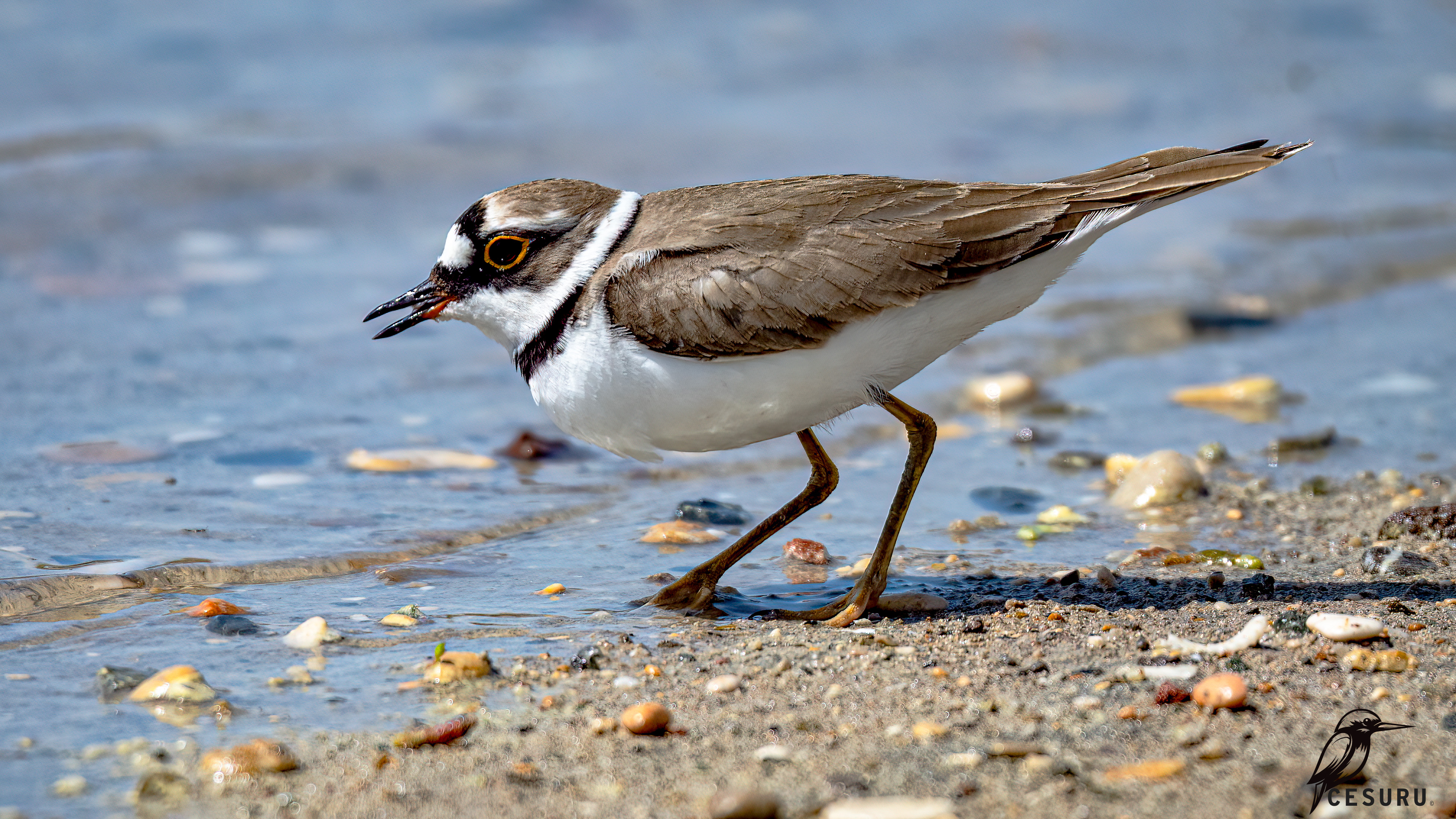 Little Ringed Plover